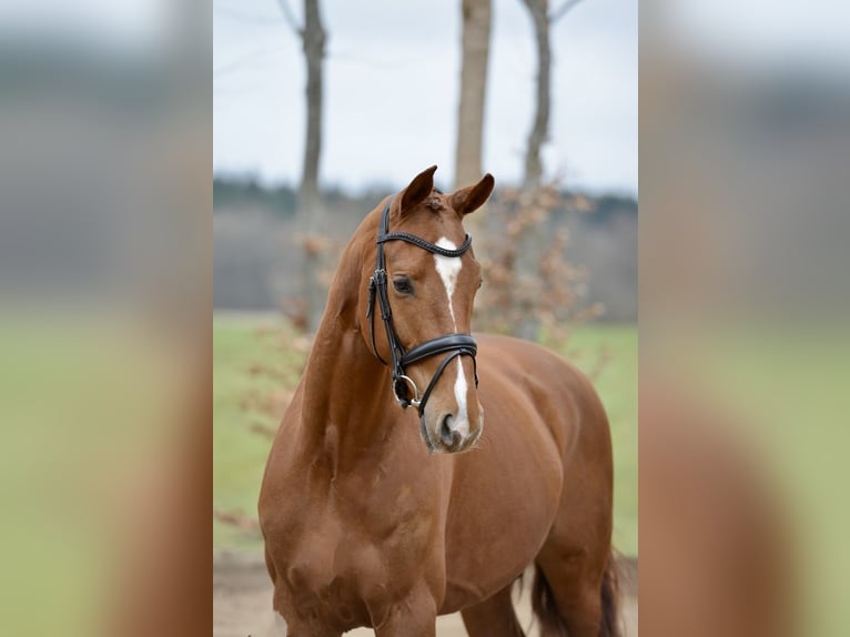 Hannoveriano Caballo castrado 4 años 167 cm Alazán in Kutenholz