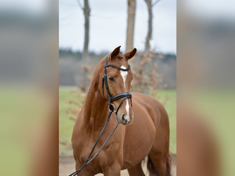Hannoveriano Caballo castrado 4 años 167 cm Alazán in Kutenholz