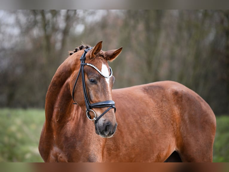 Hannoveriano Caballo castrado 4 años 167 cm Alazán in Riedstadt