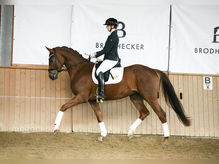 Hannoveriano Caballo castrado 4 años 167 cm Alazán in Riedstadt