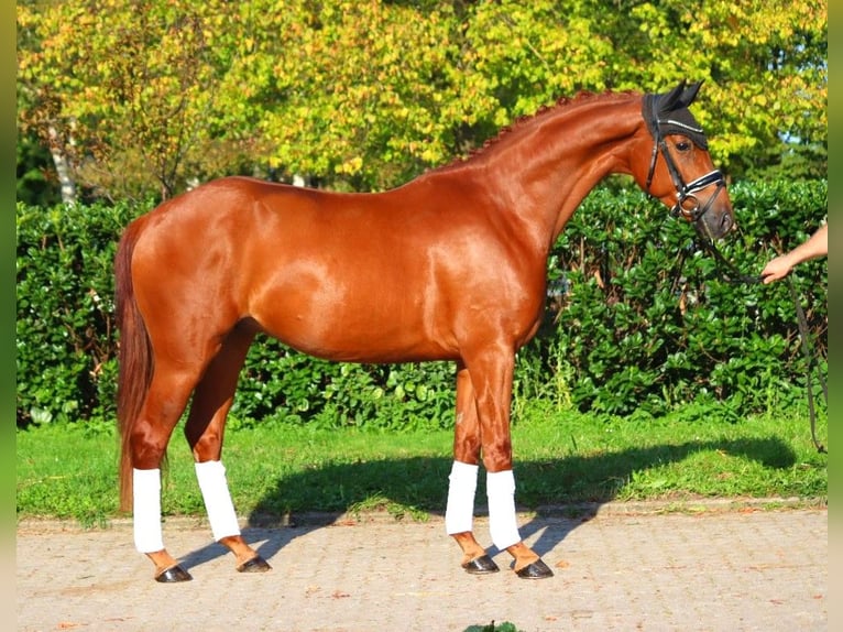 Hannoveriano Caballo castrado 4 años 167 cm Alazán in Selsingen