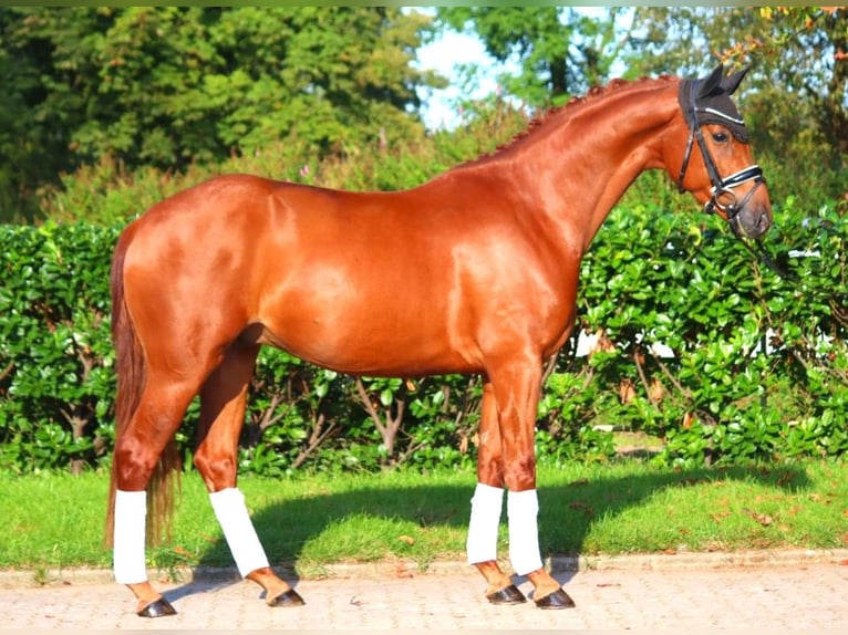 Hannoveriano Caballo castrado 4 años 167 cm Alazán in Selsingen