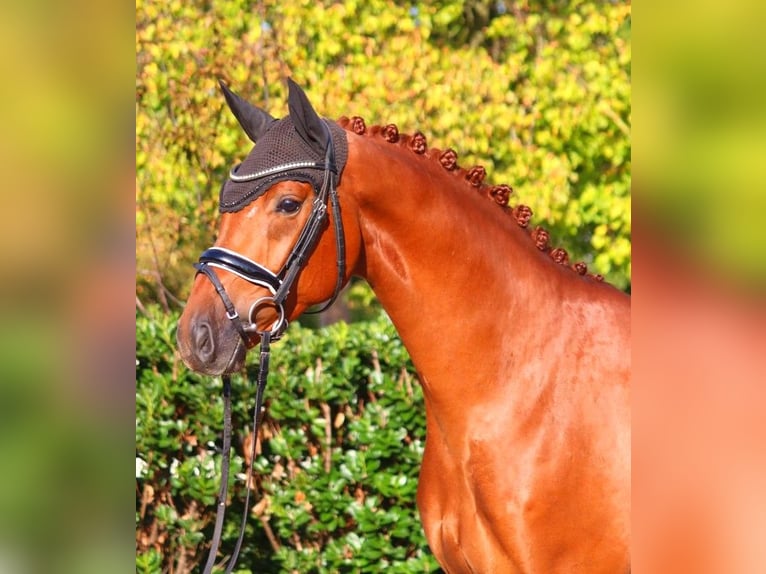 Hannoveriano Caballo castrado 4 años 167 cm Alazán in Selsingen