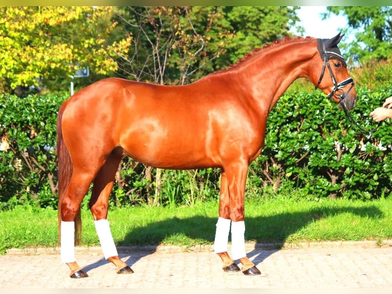 Hannoveriano Caballo castrado 4 años 167 cm Alazán in Selsingen