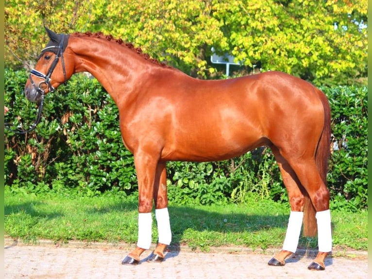 Hannoveriano Caballo castrado 4 años 167 cm Alazán in Selsingen