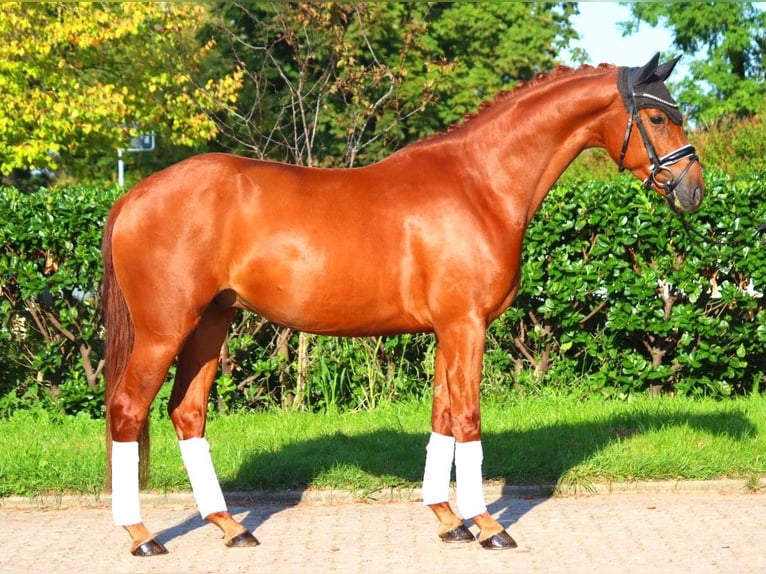 Hannoveriano Caballo castrado 4 años 167 cm Alazán in Selsingen