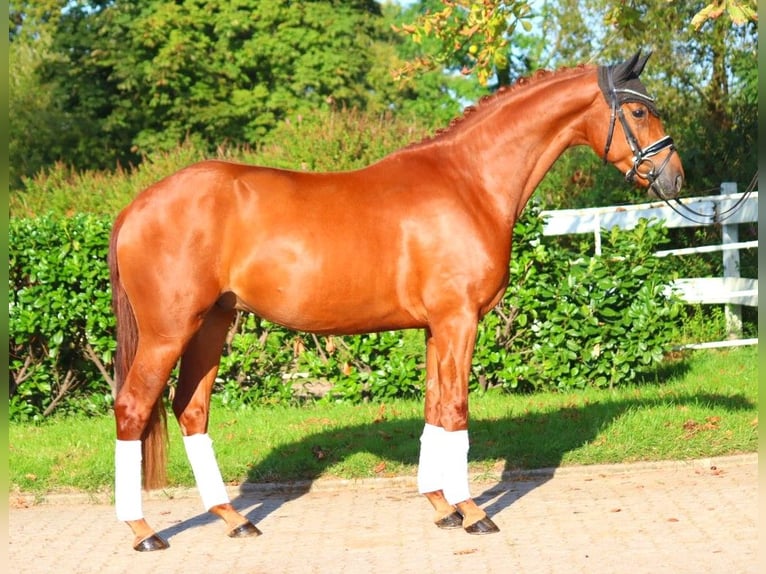 Hannoveriano Caballo castrado 4 años 167 cm Alazán in Selsingen