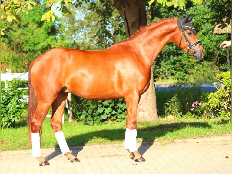 Hannoveriano Caballo castrado 4 años 167 cm Alazán in Selsingen