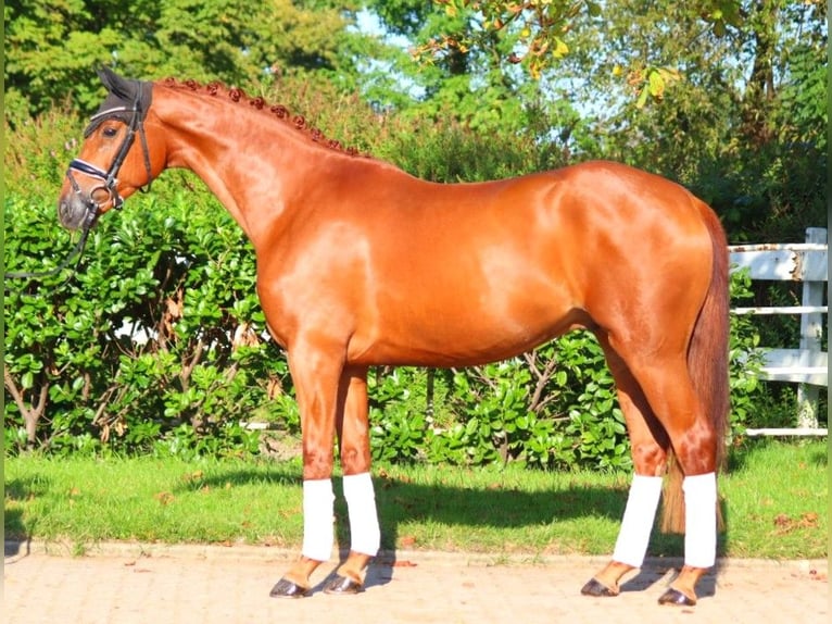 Hannoveriano Caballo castrado 4 años 167 cm Alazán in Selsingen