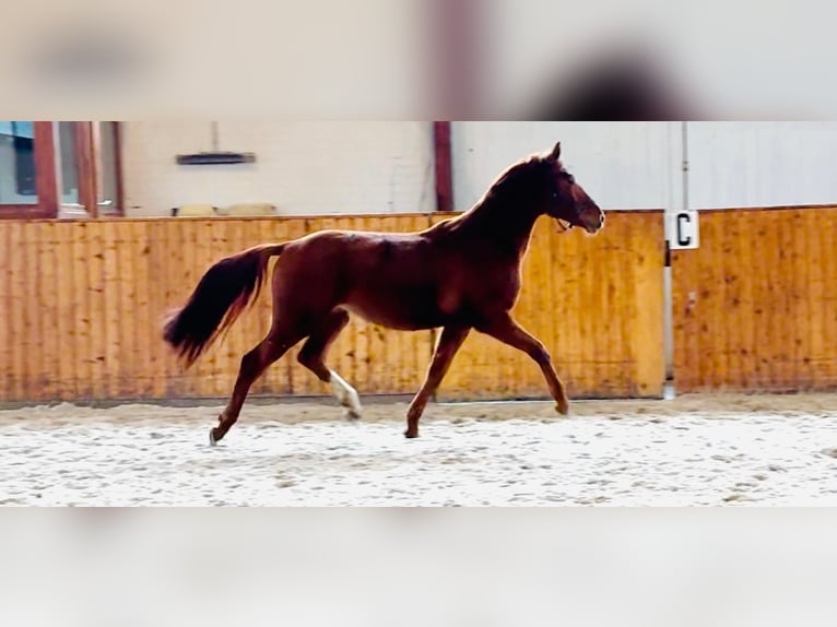 Hannoveriano Caballo castrado 4 años 167 cm Alazán in Celle