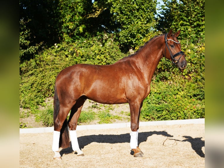 Hannoveriano Caballo castrado 4 años 167 cm Alazán-tostado in Hohenfelde