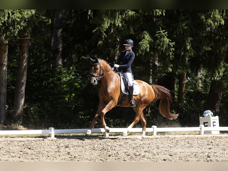 Hannoveriano Caballo castrado 4 años 167 cm Alazán-tostado in Padenstedt