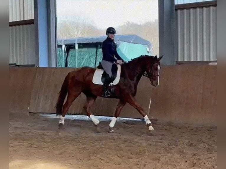 Hannoveriano Caballo castrado 4 años 167 cm Alazán-tostado in Kirchlinteln