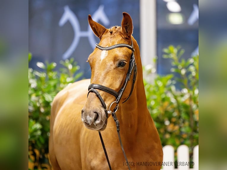 Hannoveriano Caballo castrado 4 años 167 cm Alazán-tostado in Verden