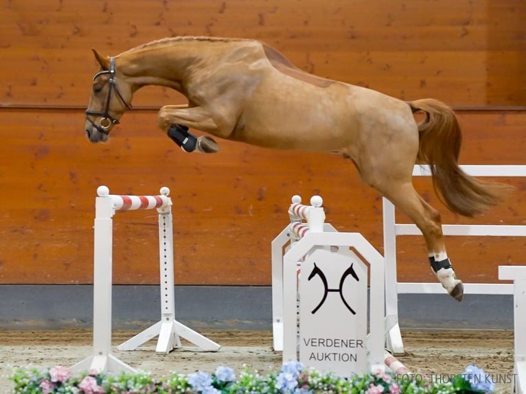 Hannoveriano Caballo castrado 4 años 167 cm Alazán-tostado in Verden