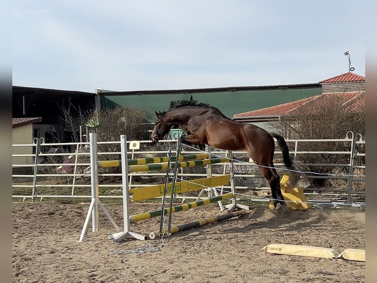 Hannoveriano Caballo castrado 4 años 167 cm Castaño in Heidesee