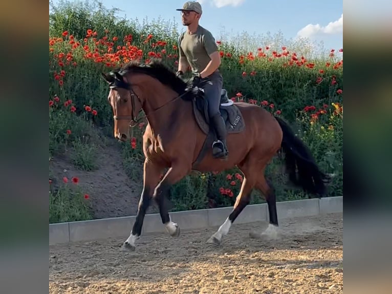 Hannoveriano Caballo castrado 4 años 167 cm Castaño in Michaelisbruch