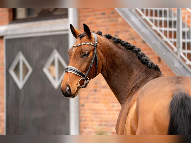 Hannoveriano Caballo castrado 4 años 167 cm Castaño in Berlin