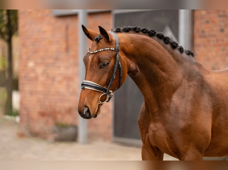 Hannoveriano Caballo castrado 4 años 167 cm Castaño in Berlin