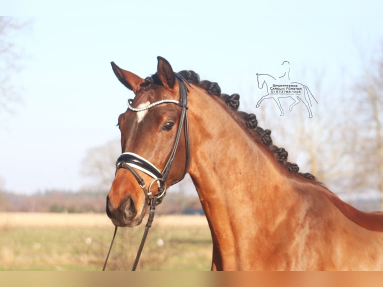 Hannoveriano Caballo castrado 4 años 167 cm Castaño in Reeßum