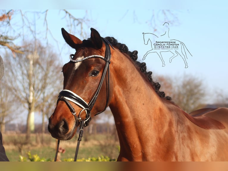 Hannoveriano Caballo castrado 4 años 167 cm Castaño in Reeßum