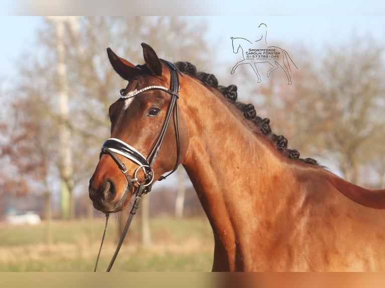 Hannoveriano Caballo castrado 4 años 167 cm Castaño in Reeßum