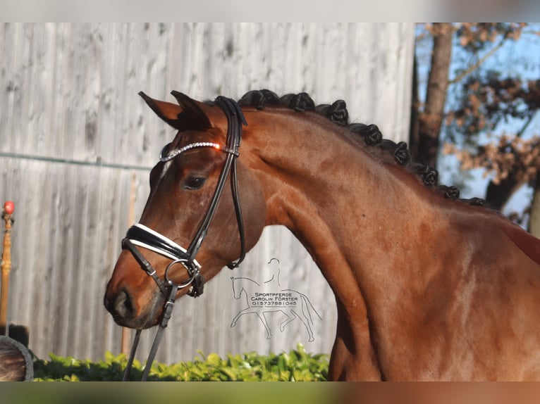 Hannoveriano Caballo castrado 4 años 167 cm Castaño in Reeßum