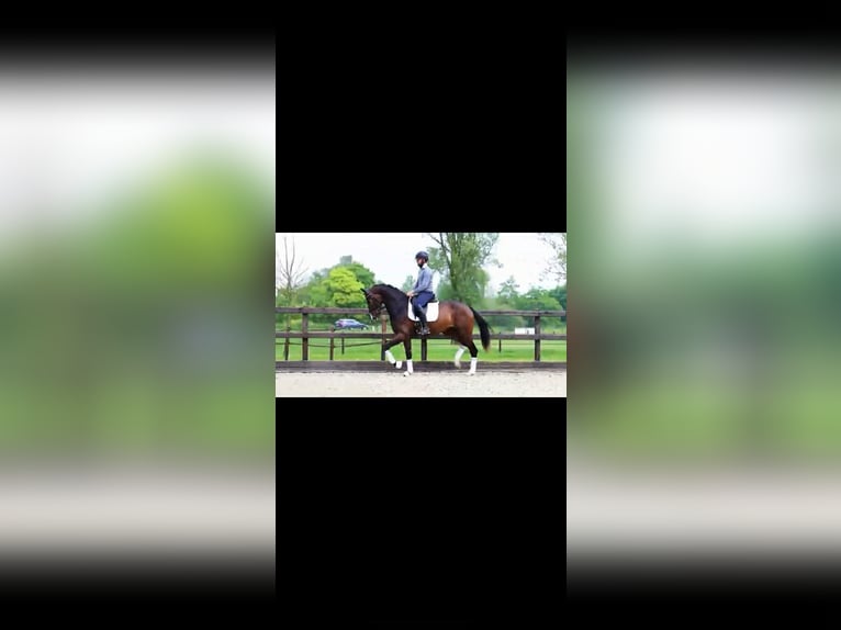 Hannoveriano Caballo castrado 4 años 167 cm Castaño in Heteren