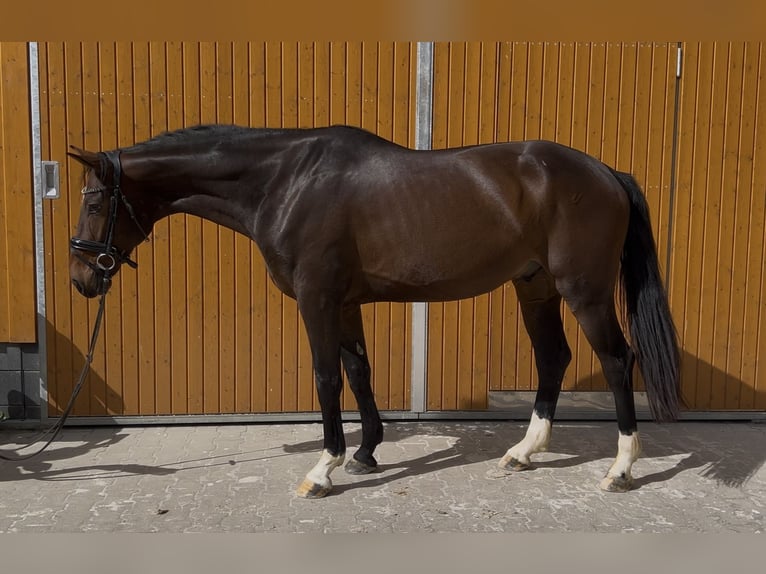 Hannoveriano Caballo castrado 4 años 167 cm Castaño in Meinerzhagen