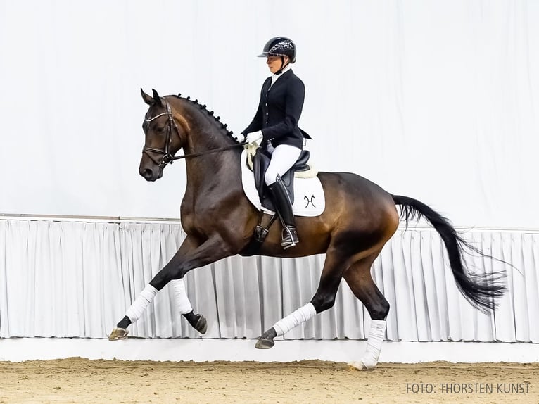 Hannoveriano Caballo castrado 4 años 167 cm Castaño in Verden