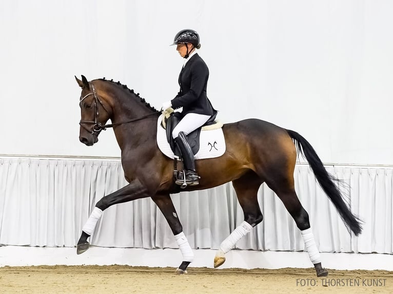 Hannoveriano Caballo castrado 4 años 167 cm Castaño in Verden