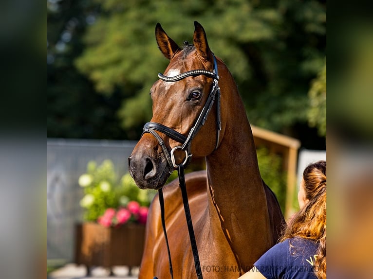 Hannoveriano Caballo castrado 4 años 167 cm Castaño in Verden