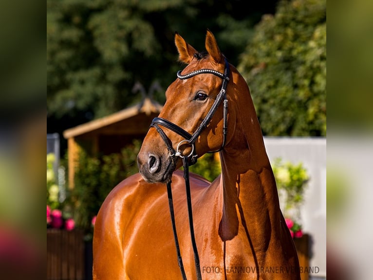 Hannoveriano Caballo castrado 4 años 167 cm Castaño in Verden