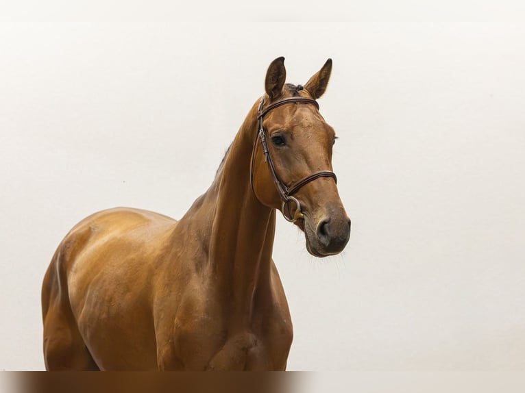 Hannoveriano Caballo castrado 4 años 167 cm Castaño in Waddinxveen