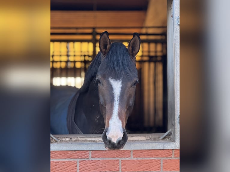 Hannoveriano Caballo castrado 4 años 167 cm Castaño oscuro in Hoya