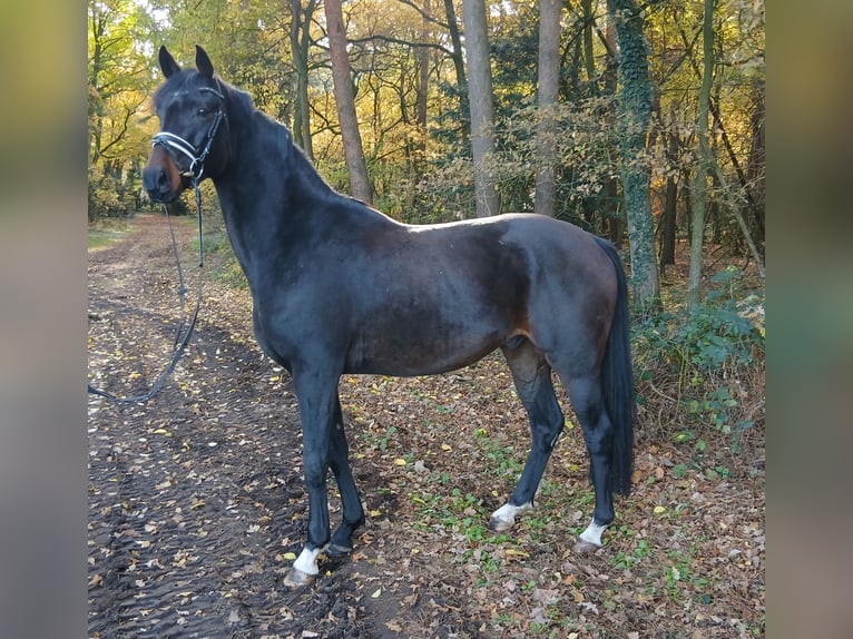 Hannoveriano Caballo castrado 4 años 167 cm Castaño oscuro in Barenburg