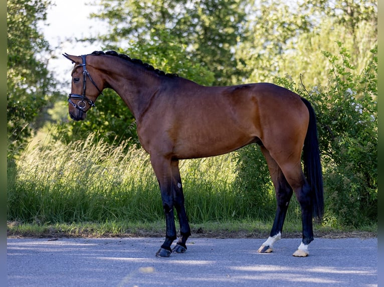 Hannoveriano Caballo castrado 4 años 167 cm Castaño oscuro in Rosenheim