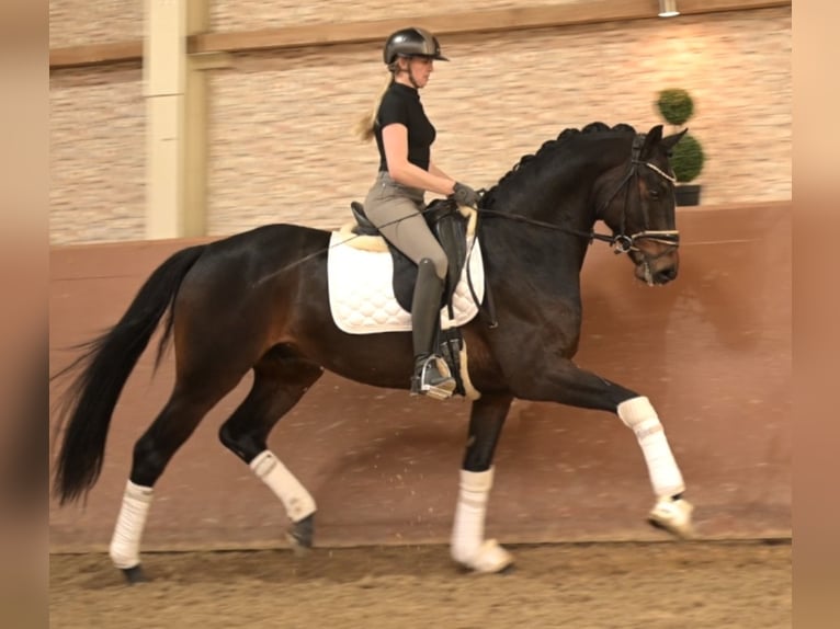 Hannoveriano Caballo castrado 4 años 167 cm Castaño oscuro in Wehringen
