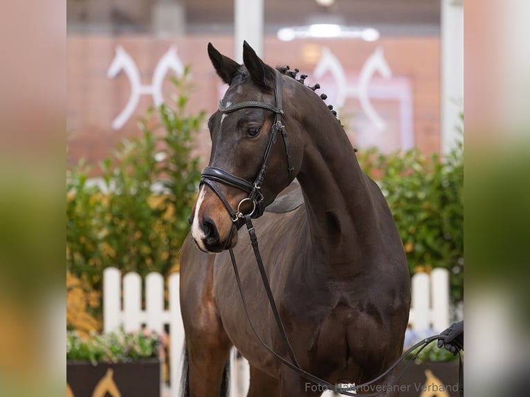 Hannoveriano Caballo castrado 4 años 167 cm Castaño oscuro in Verden