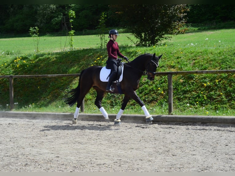 Hannoveriano Caballo castrado 4 años 167 cm Castaño oscuro in Wellheim