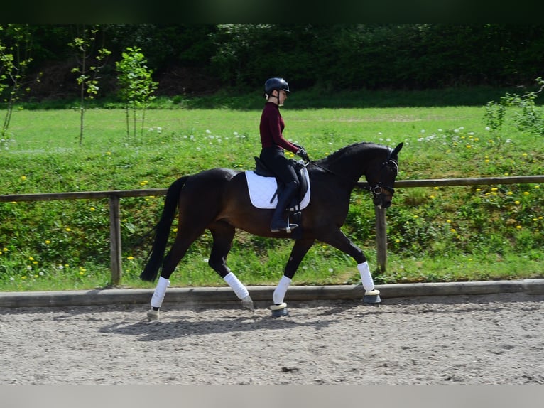 Hannoveriano Caballo castrado 4 años 167 cm Castaño oscuro in Wellheim