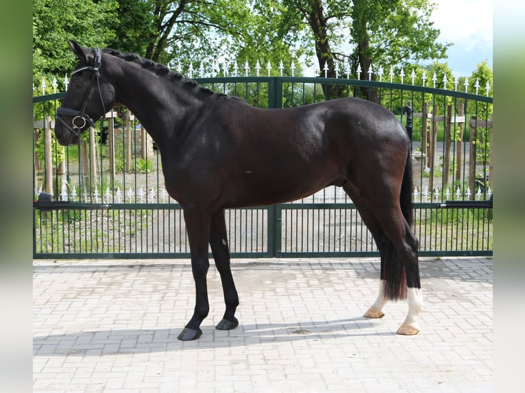 Hannoveriano Caballo castrado 4 años 167 cm Morcillo in Westerkappeln