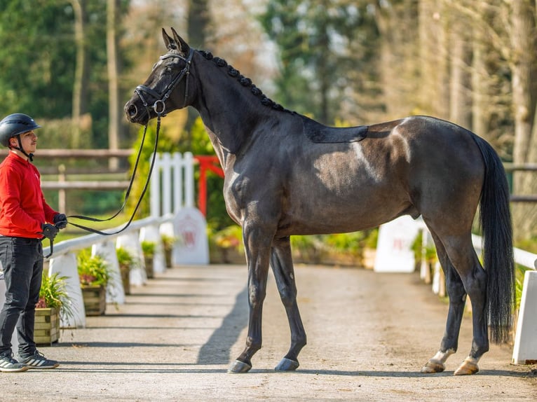 Hannoveriano Caballo castrado 4 años 167 cm Morcillo in Münster-Handorf