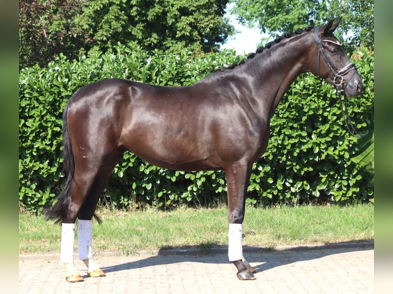 Hannoveriano Caballo castrado 4 años 167 cm Negro in Selsingen