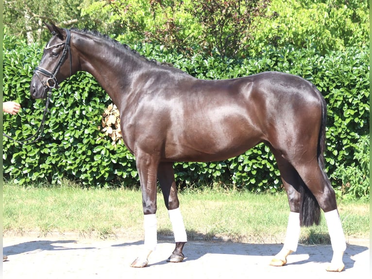 Hannoveriano Caballo castrado 4 años 167 cm Negro in Selsingen
