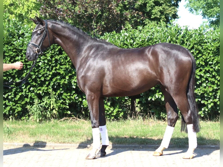 Hannoveriano Caballo castrado 4 años 167 cm Negro in Selsingen