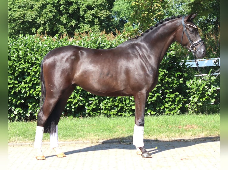 Hannoveriano Caballo castrado 4 años 167 cm Negro in Selsingen