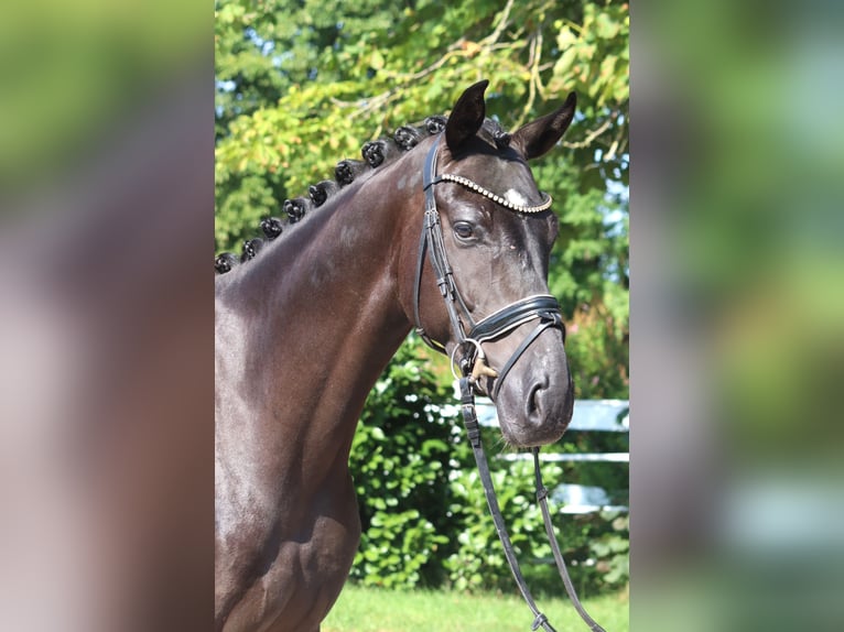 Hannoveriano Caballo castrado 4 años 167 cm Negro in Selsingen