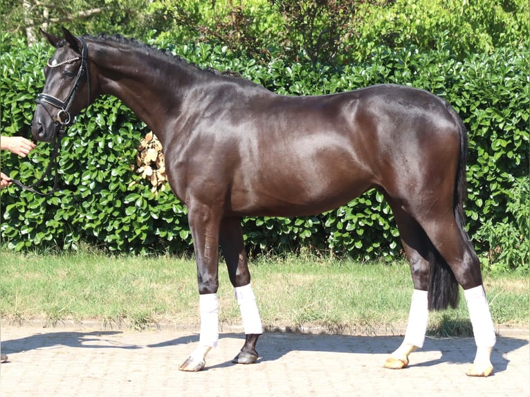 Hannoveriano Caballo castrado 4 años 167 cm Negro in Selsingen