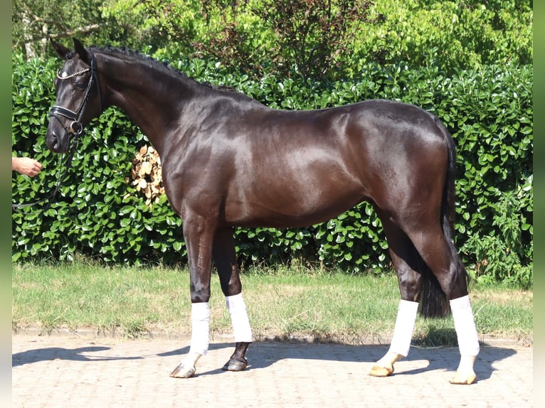 Hannoveriano Caballo castrado 4 años 167 cm Negro in Selsingen